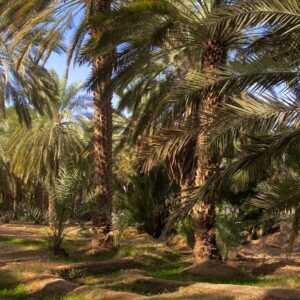 مزرعة الخير