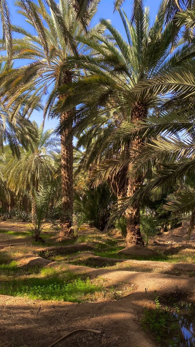 مزرعة الورد